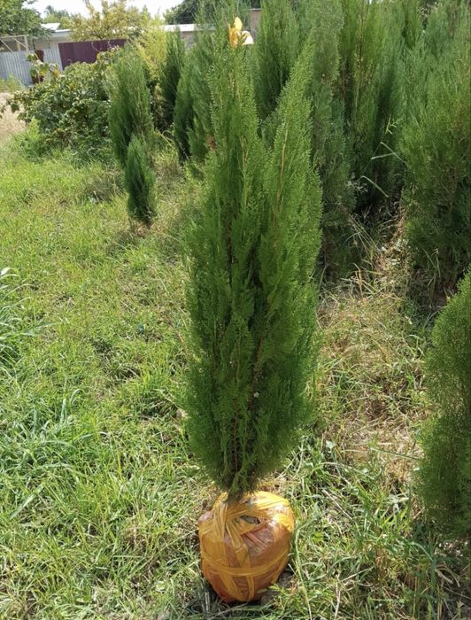 Различные деревья и кустарники для оформления участка