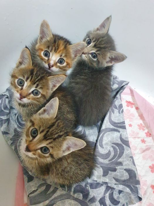 Котята девочки в добрые руки!!!