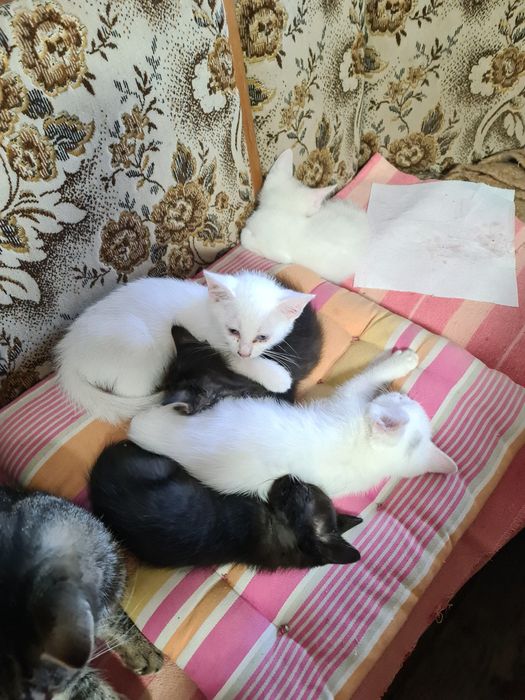 Ofer spre adoptie 7 pui de pisica.