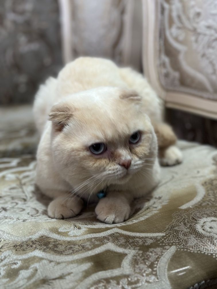 Шотландский кот приглашает на вязку