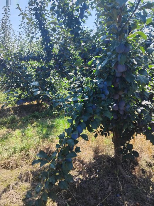 Vând prune diferite soiuri pentru țuică