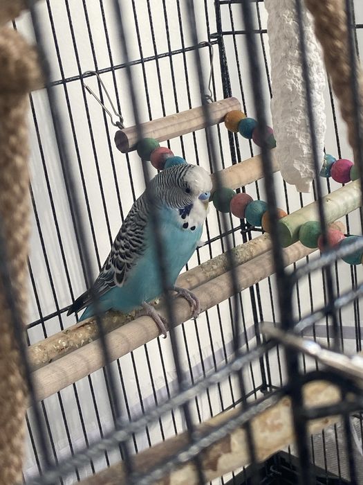 большой дом попугая