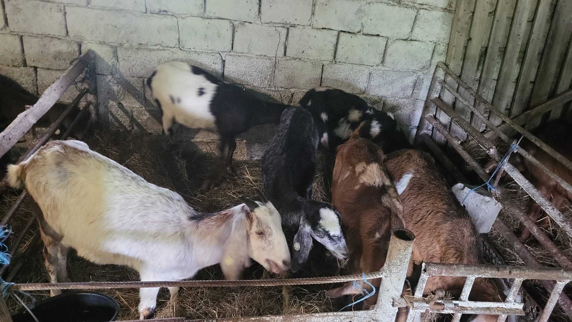 APROAPE GRATIS:2 Loturi capre rasa pura Murciano(9) și Anglonubian(35)