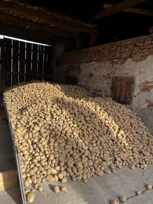 Vâmd cartofi Porumbacu de jos Judetul Sibiu