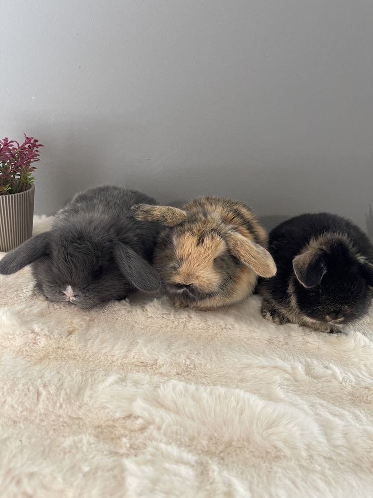 Iepurașii pitici Holland lop mini lop berbec pitic