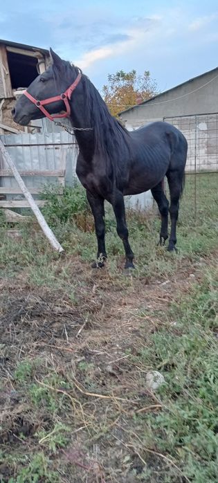 Vand armăsar bună tata nam treaba cu el trage de rupe