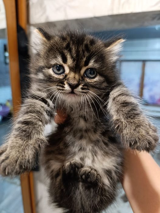 Отдам красивого котенка в добрые руки.