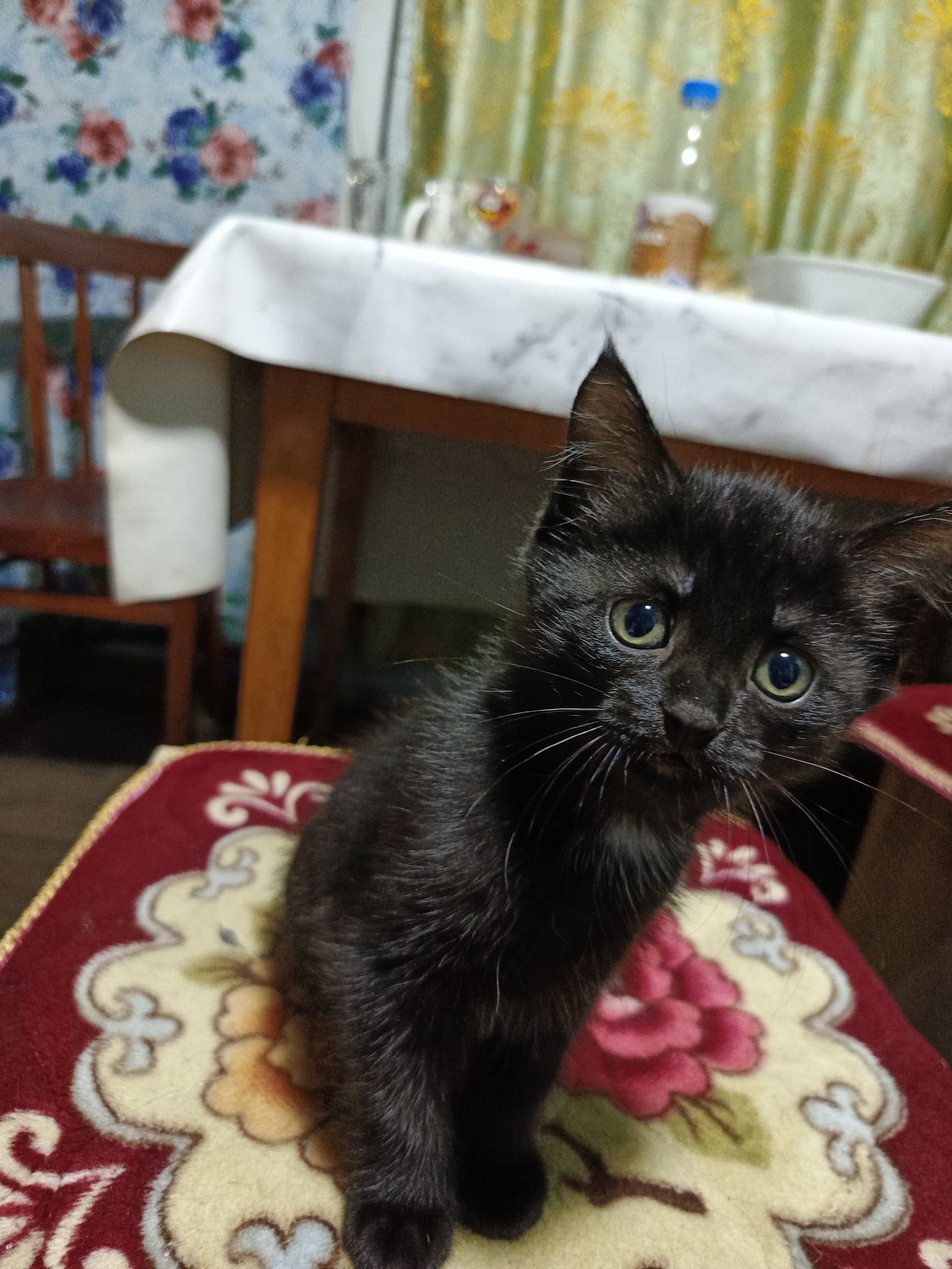Отдам котёнка девочка
