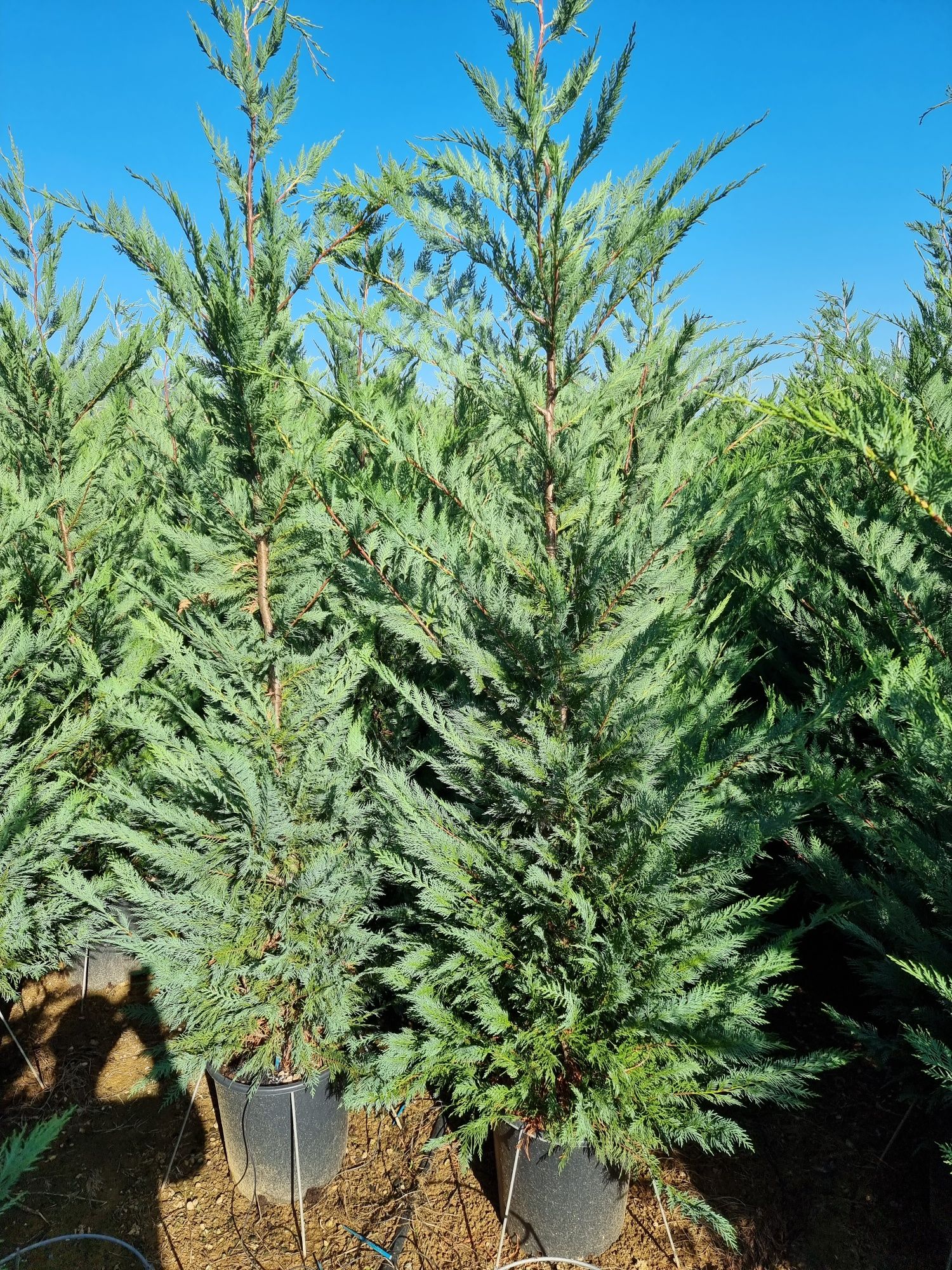 chamaecyparis leylandii