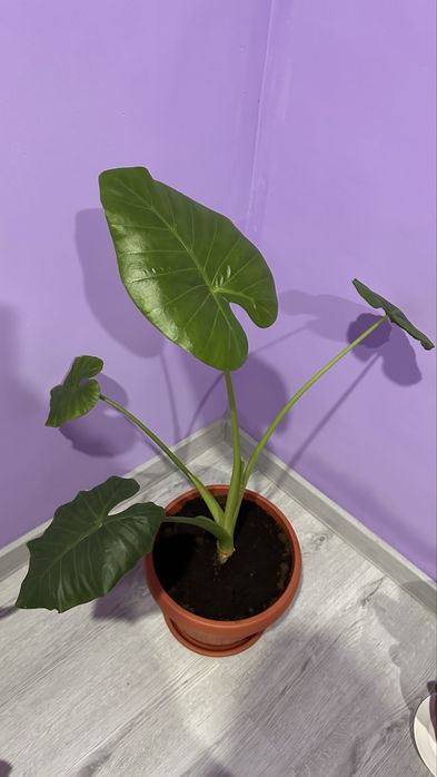 продам цветочки