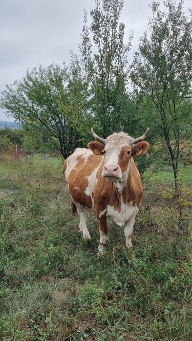 Vacă, bălțată românească