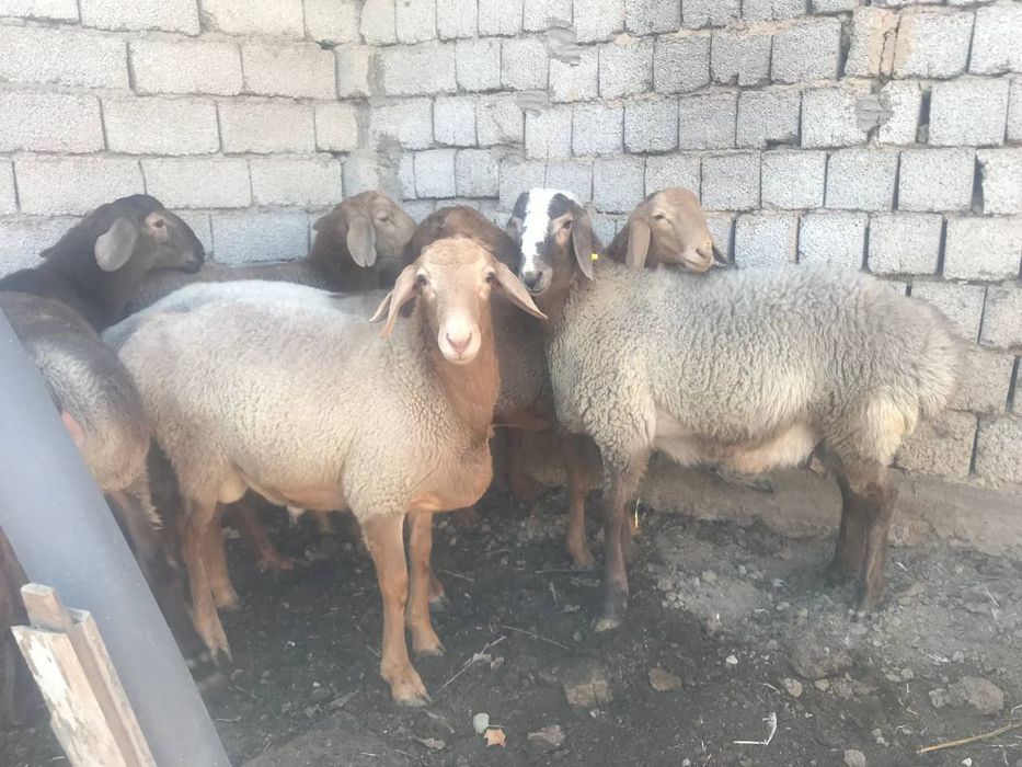 Qoy qochqorlar aqiqa va marosimlar uchun