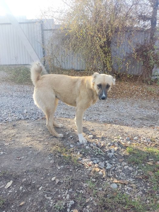 Собака породистая