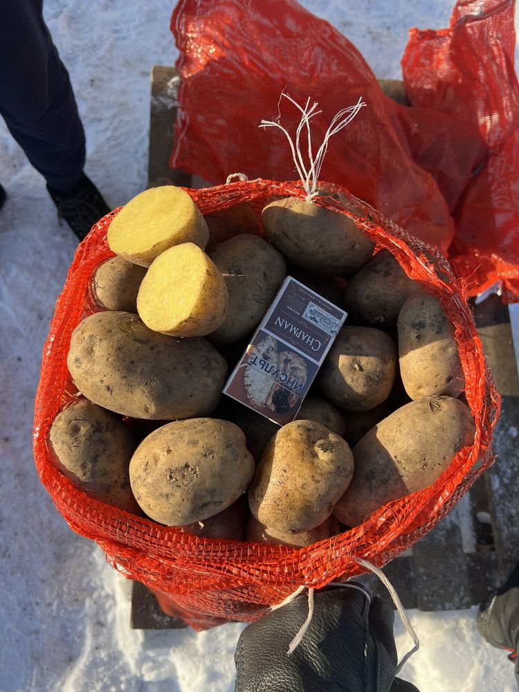 Семена картофеля раннего сорта «КОЛОМБО» семенной картофель