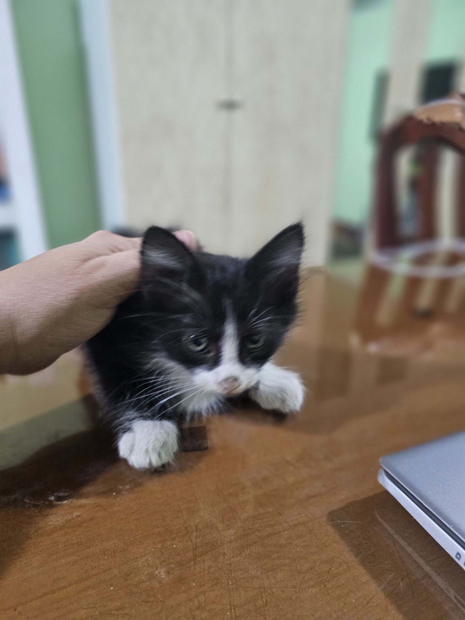 Котята 6 маль 1 дев.  В добрые руки бесплатно