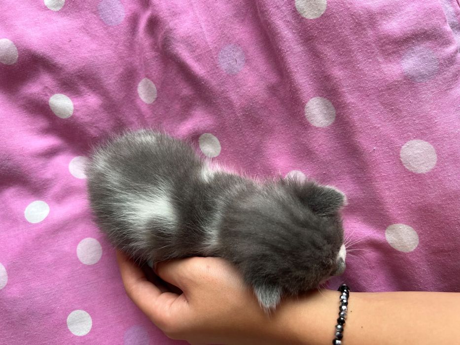 Подарявам 5 котенца