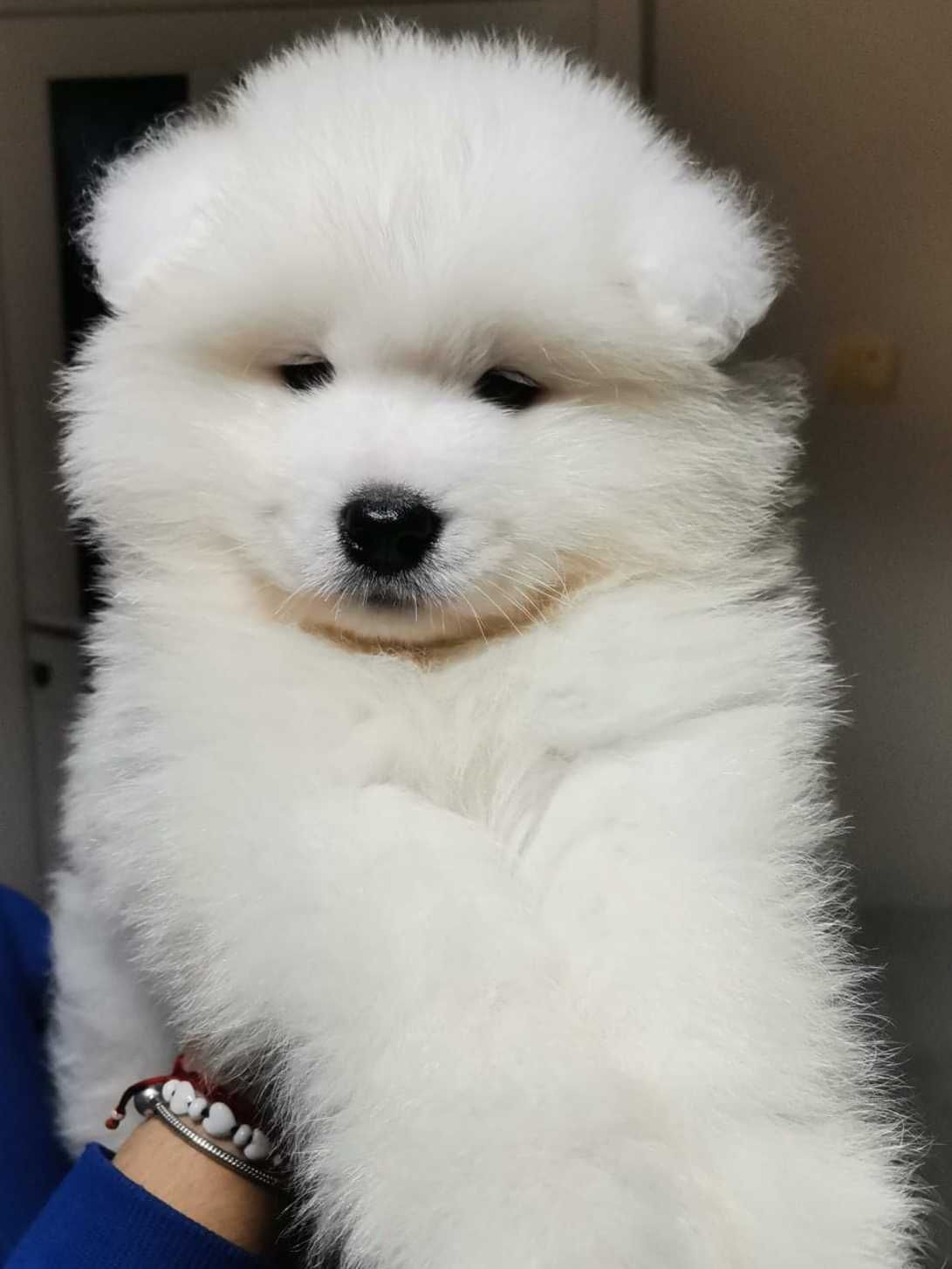 Cățeluș mascul Samoyed cu pedigree A din canisa Snowballs White