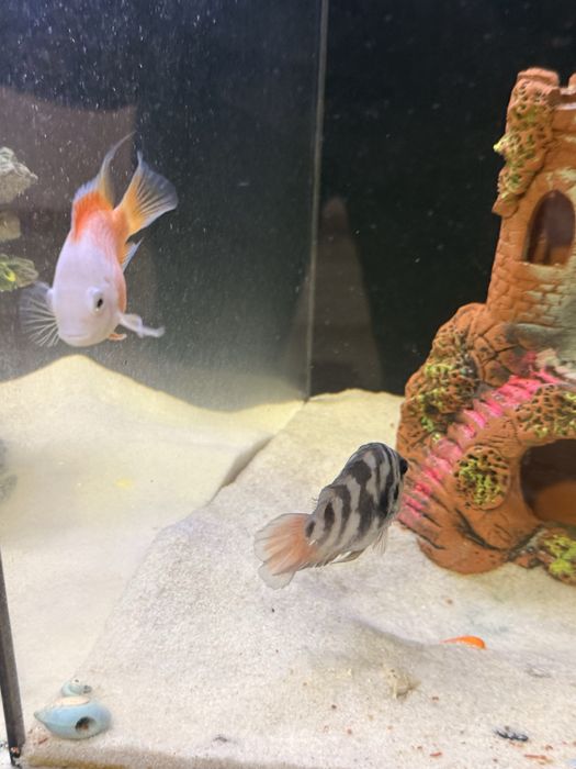 Баликлар сотилади иккаласа битта пара ишлаб турган баликлар