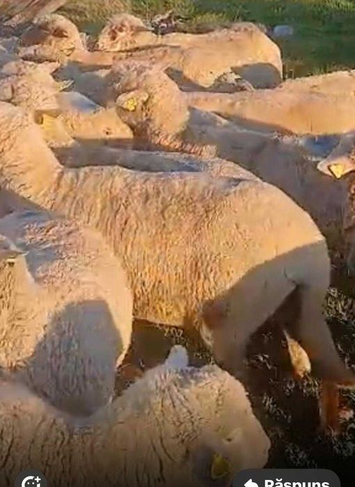 Oi  merinos de vanzare