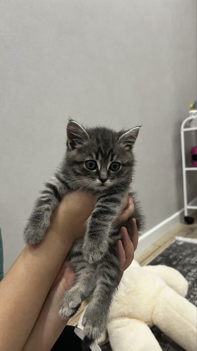 Котенок шотланец мальчик