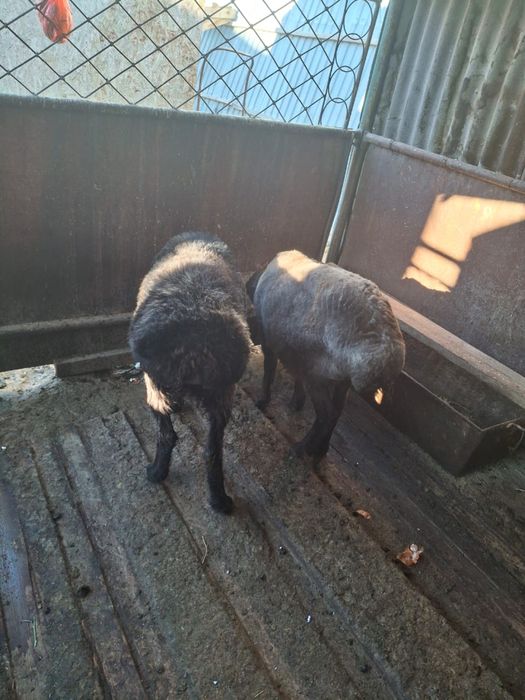 Қойлар сатылады..