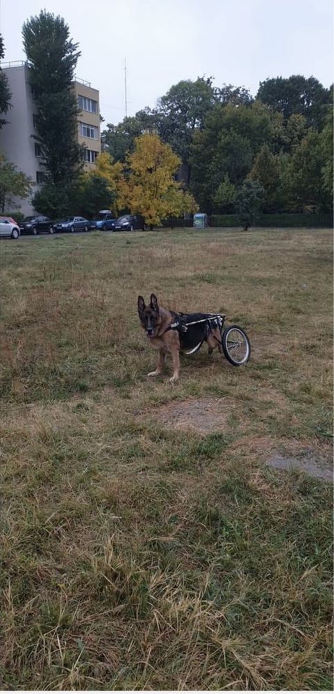 Cărucior pentru câine paralizat