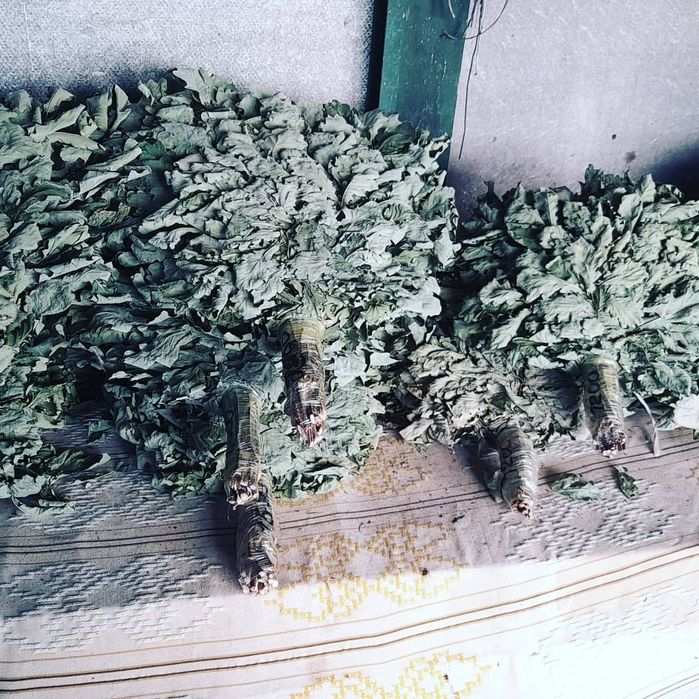 Веники дубовые для бани