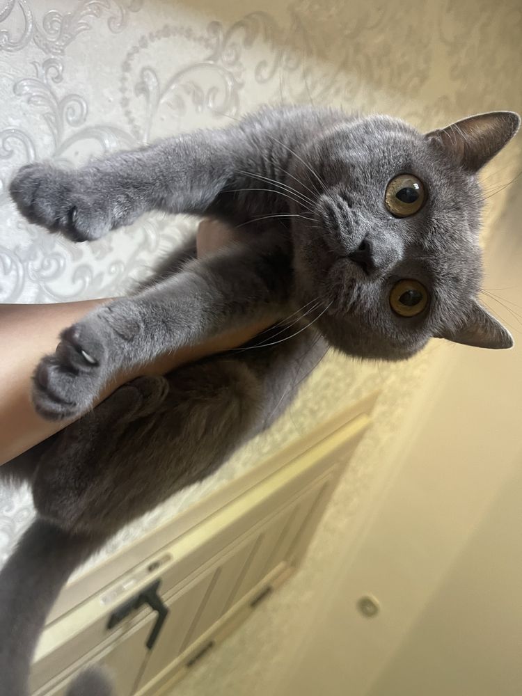 Beozor Grey Mushuk