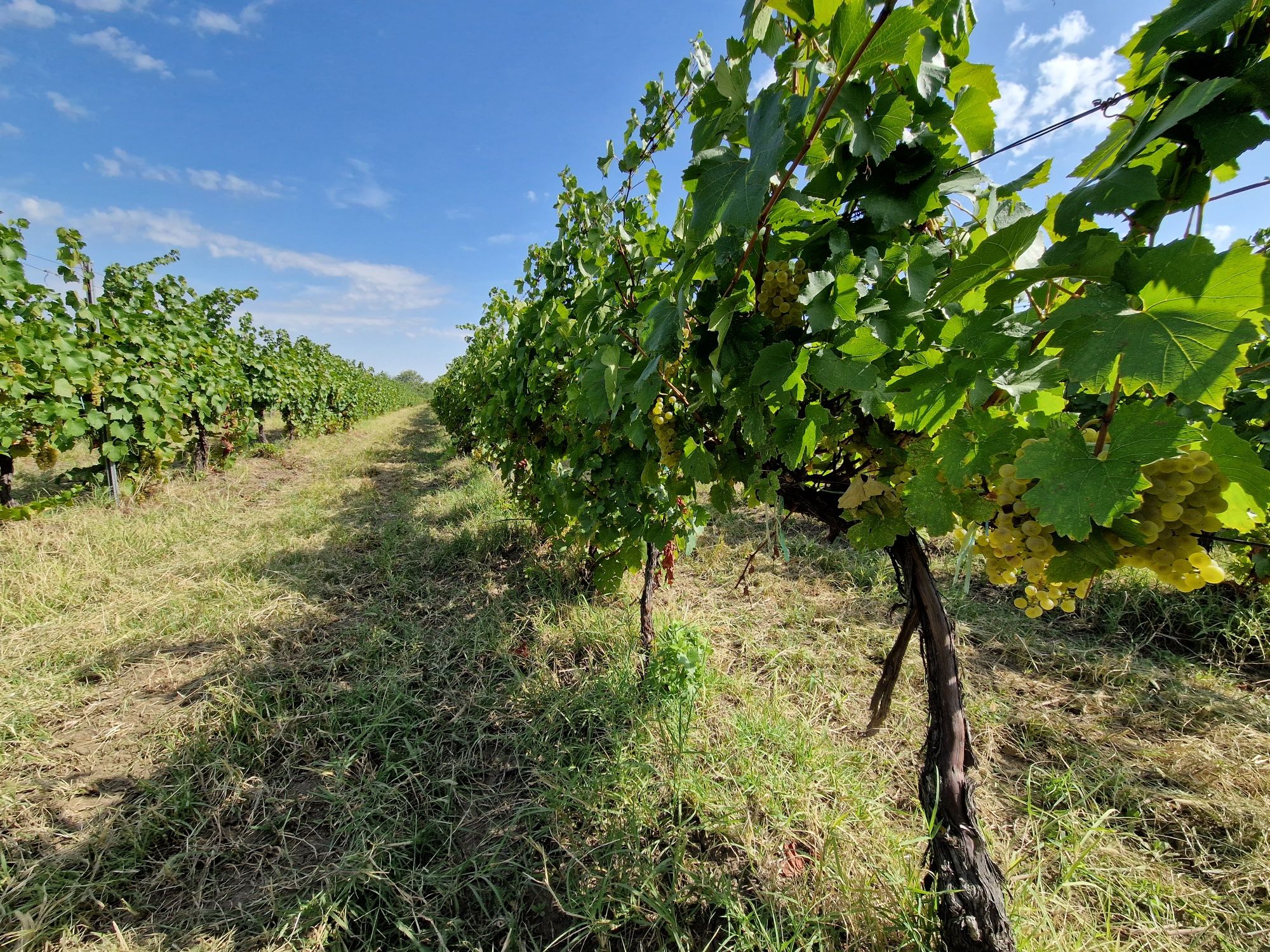 Producator vand struguri pentru vin de calitate DOC Cotesti si must