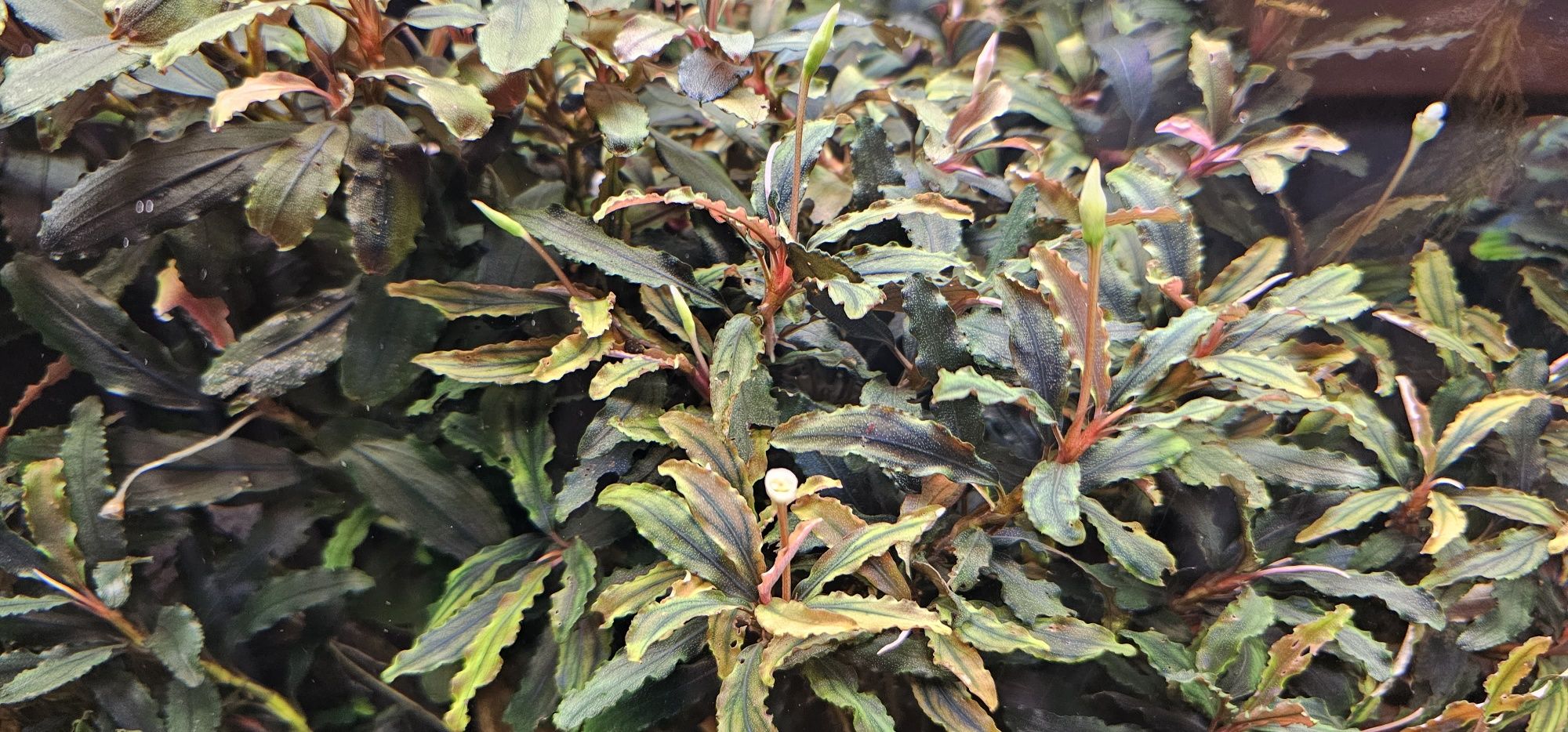 Bucephalandra plante acvariu