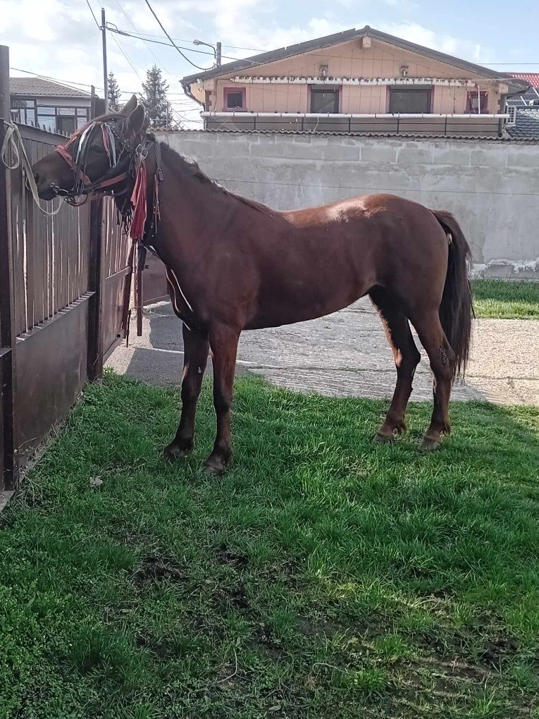 Vand Iapa , 3 anii cumintee , sa vinde  pe garanţie