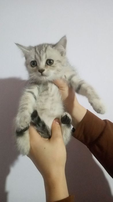 SHinshila tigrovni kozi kok zotli Mushuklar 3 ta qizbola 1 ta ogil bol