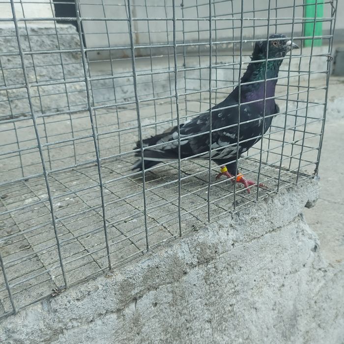 Челкар самец лет игра тяга винтом