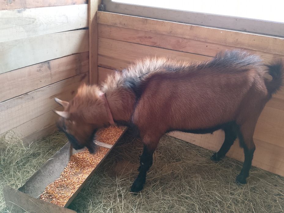 De vânzare Țap Alpin Francez