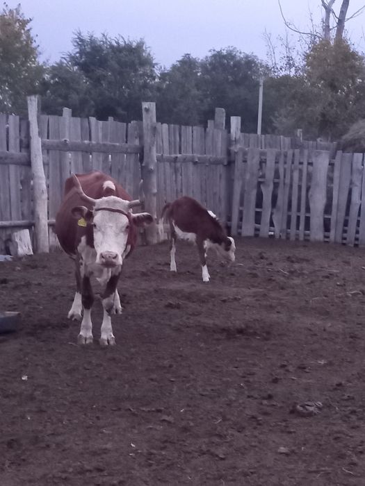 Продам хорошую крупную корову с теленком  писать  на  ватсап