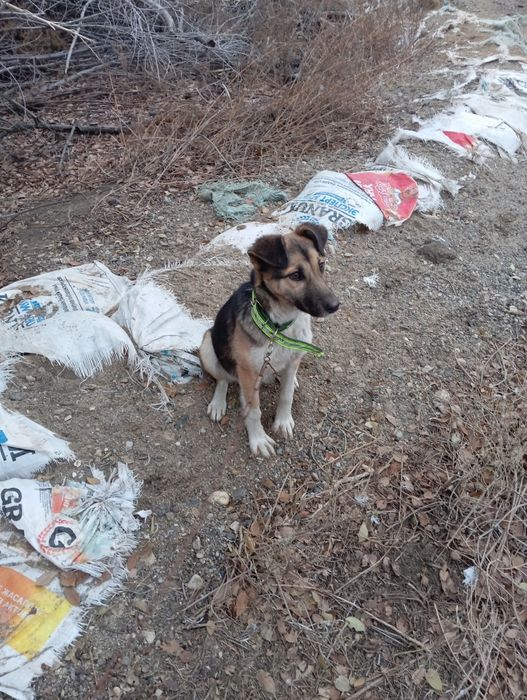 Отдам хорошего щенка.