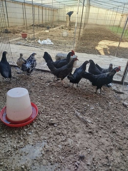 Продаются японские куры.