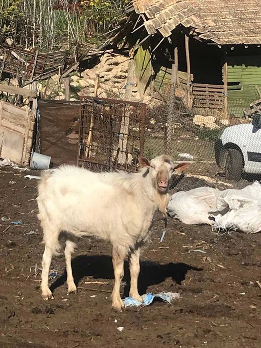 Млад елитен Пръч