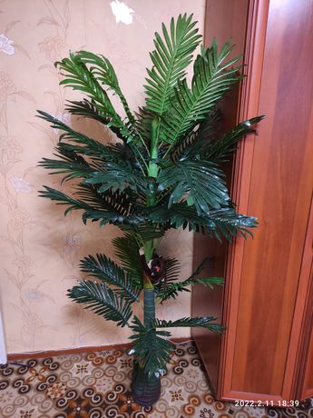 Пальма декоративная