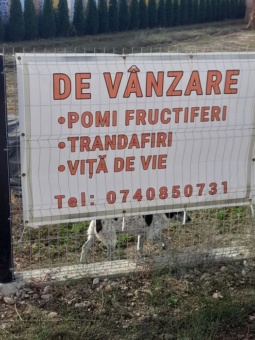 Vând pomi fructiferi