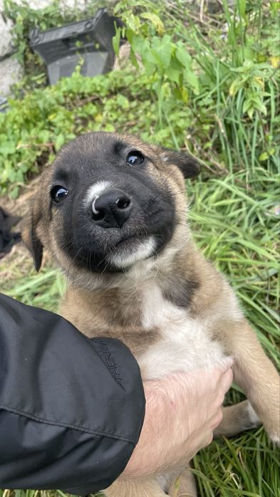 Dau spre adoptie catei