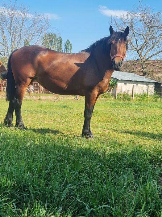 Vând o iapă cu mânz