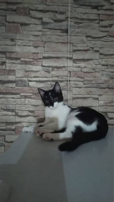 Котики бесплатно в хорошие руки