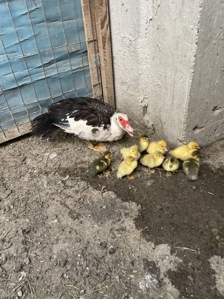 Vand closca cu pui ,rata muta cu boboci si pui Austrlorp.