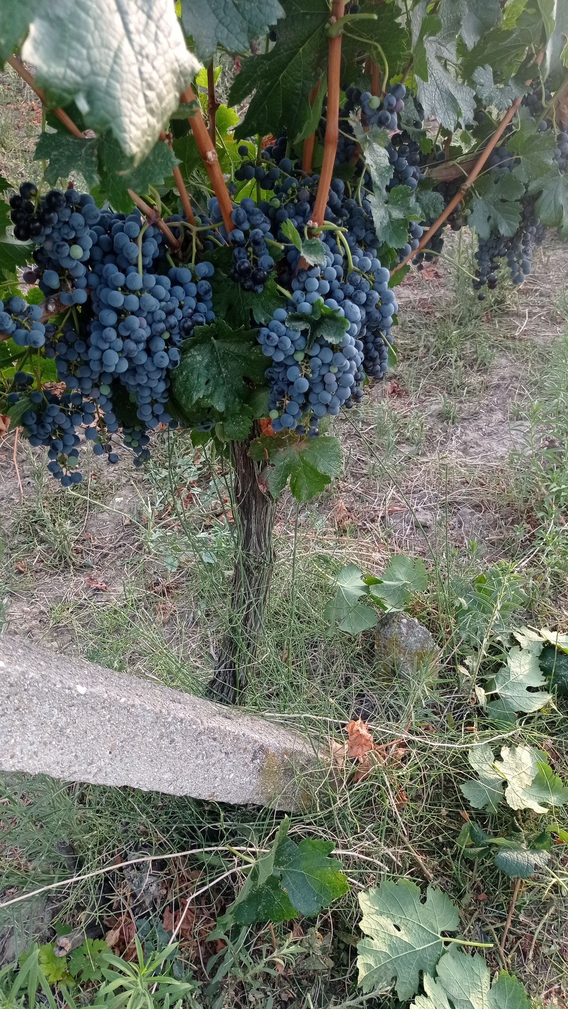 Продавам Грозде Мерло 1.50лв.