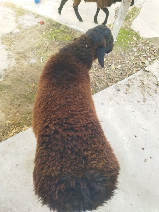 Бокишга вохани кучкори сотилади.