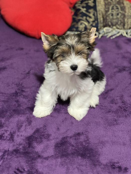 Biewer Yorkshire Terrier