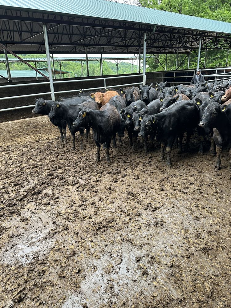 Vand vitele angus