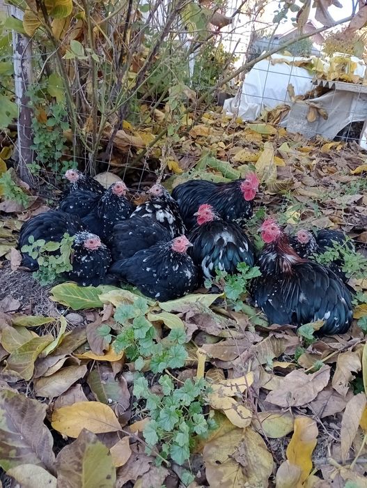 Cochinchina pitic 2025