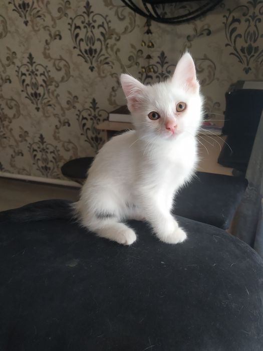 Котенок отдам в хорошие руки